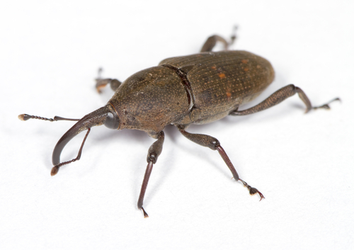 Read more about the article חדקונית האורז